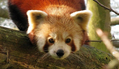 Red Panda, peeking down (by Red Panda Network/Brad Parsk)